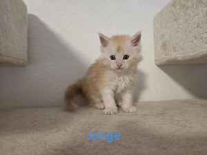 Maine Coon Kitten Xxl