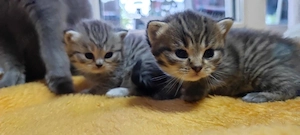 Wunderschöne BKH Kitten