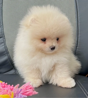 Zwergspitz pomeranian welpen mit Stammbaum