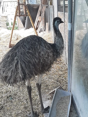 4 Emus abzugeben 
