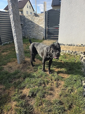 Reinrassige Cane Corso Welpen FCI  IKU  Bild 3
