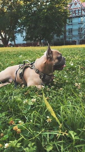 Französischer Bulldogge 