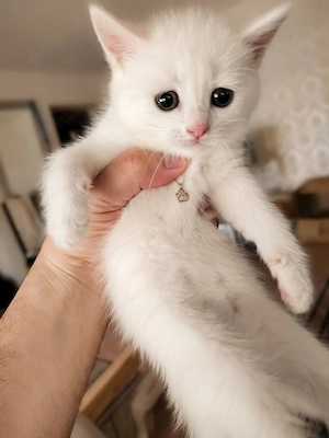 Wunderschöne, liebevolle weiße Katze sucht ein liebevolles Zuhause. 
