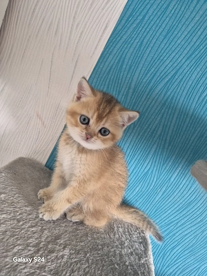 Reinrassige Bkh Kitten 