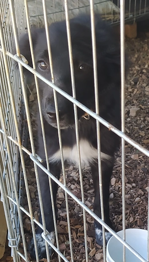 2 Mini Border Collie Mix Welpen 5Mon Ausreise nach Adoption 