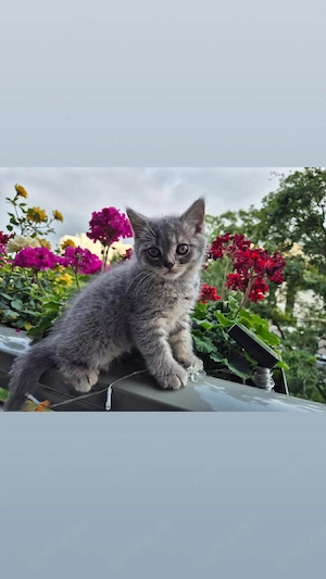 bkh kitten 