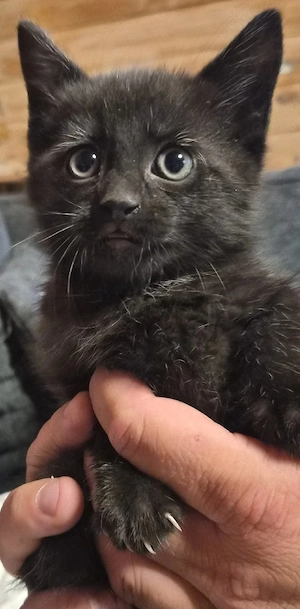 2 katzenbabys weiblich dürfen ausziehen