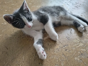  Patch    - weiß-grauer Kater sucht liebevolles Zuhause 