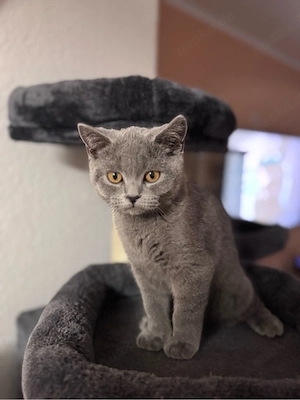 Britisch Kurzhaar Kater (BKH)   liebevolles Zuhause gesucht