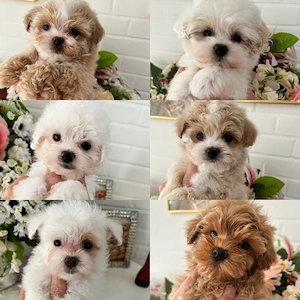 Zuckersüße, kleinbleibende Maltipoo-Welpen