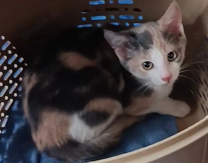 Glückskätzchen ein Kitten