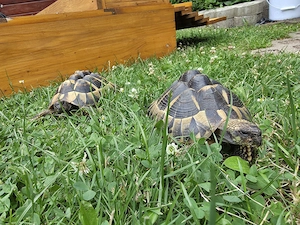 Griechische Landschildkröten 2 Stück
