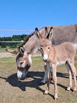 Eselstute &Eselhengstfohlen (auch einzeln abzugeben)