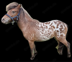 Mini-Pony-Stute & Hengstfohlen (auch einzeln abzugeben) Bild 5