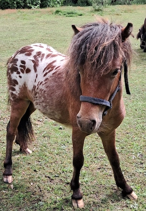 Mini-Pony-Stute & Hengstfohlen (auch einzeln abzugeben) Bild 2
