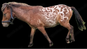 Mini-Pony-Stute & Hengstfohlen (auch einzeln abzugeben) Bild 4