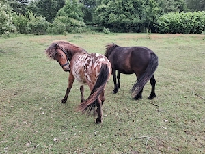 Mini-Pony-Stute & Hengstfohlen (auch einzeln abzugeben) Bild 3
