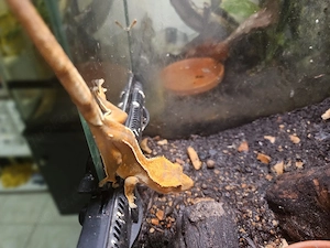 **Kronengecko correlophus cilliatus ENZ zu verkaufen**
