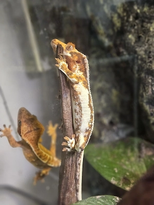 **Kronengecko correlophus cilliatus ENZ zu verkaufen**