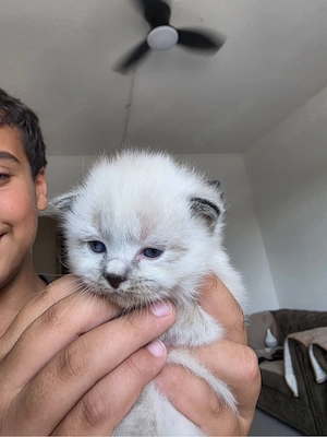 baby katze 