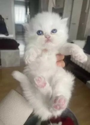 Unsere süßen Perser-Kitten suchen ein liebevolles Zuhause
