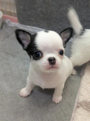 Wunderschöne Chihuahua-Welpen   kleine Begleiter fürs 
