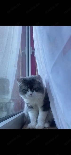 Simba sucht ein liebevolles Zuhause 
