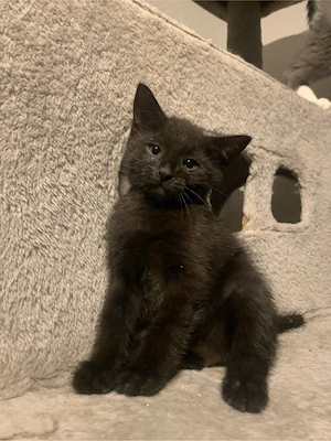 katzen kitten weiblich schwarz 