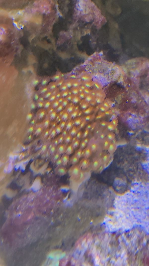 Gonipora Koralle Meerwasser 