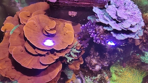 Montipora Platte rot und grün Koralle