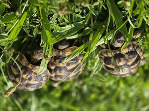 Griechische Landschildkröten 