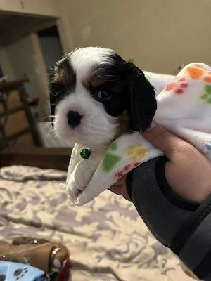    Cavalier King Charles Spaniel Welpen Zutrauliche Schmuse- & Familienhunde! 