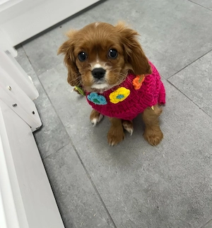 Cavalier King Charles Spaniel