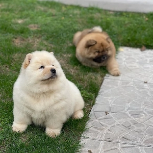 Chow Chow Welpen   Gesund, Wunderschön & Bald Abgabebereit