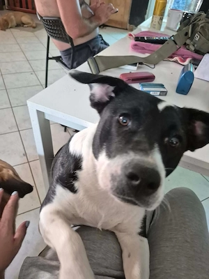 Inci (geb. ca. 07 2024, lebt in ungarischem Tierheim und sucht ein Zuhause Bild 6