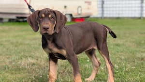 Deutsche Doggen US Linie mit Ahnentafel 