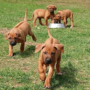 Rhodesian Ridgeback Welpen   Gesund, Wunderschön & Bald Abgabebereit
