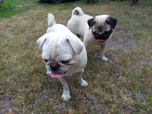 Der Weiße Retro Mops und der Beige farbene suchen ein neues Zuhause