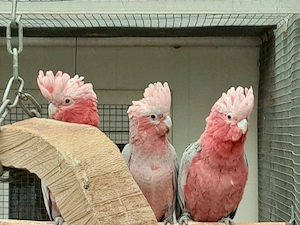 Rosakakadu abzugeben