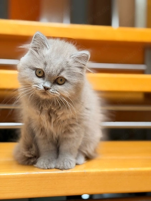 BLH Kitten, 5 Monate in lilac