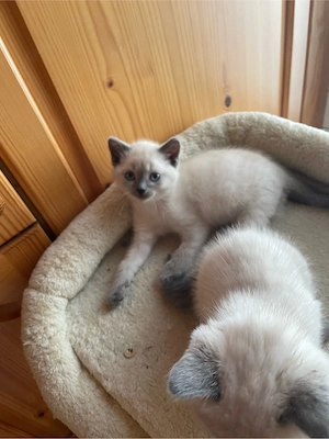 siam kittem blue pointer 