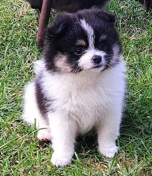 Pomeranian-PomChi Girl 75%Pom 