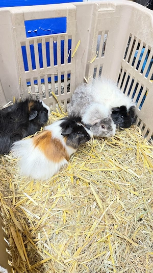 Meerschweinchen männlich vier Stück 