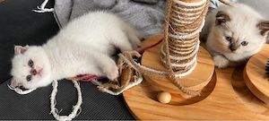 Bkh Kittten Britisch kurzhaar point  Farbe geimpft ab Anfang August *