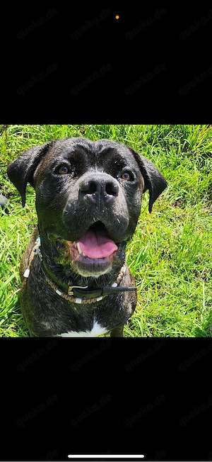 Cane Corso Anton