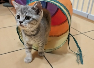BKH Britisch Kurzhaar Kitten Katzen Kätzchen 
