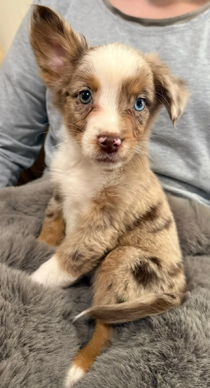 abgabebereite Australian Shepherd Welpen 