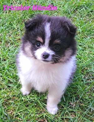 Süßes Pomeranian-PomChi Girl 75%Pom