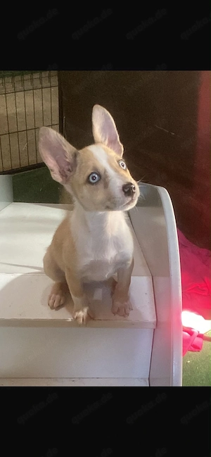 Pomsky Miniatur bullterrier Hündin 13 Wochen alt Welpe 