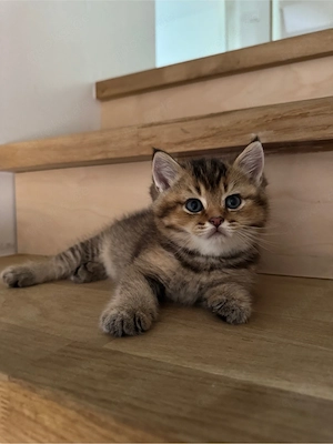 BKH Kitten suchen ein liebevolles zu Hause